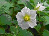 Edzell Blue potato flowers